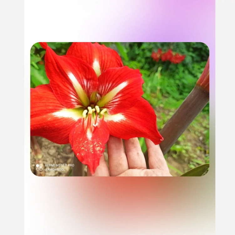 پیاز گل آماریلیس گل درشت