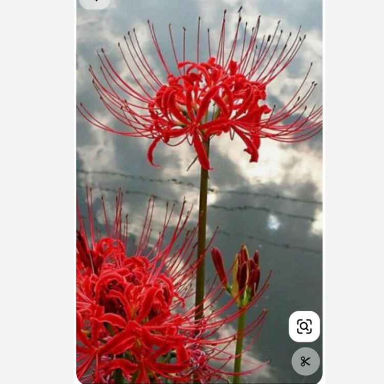 پیاز گل لیلی عنکبوتی