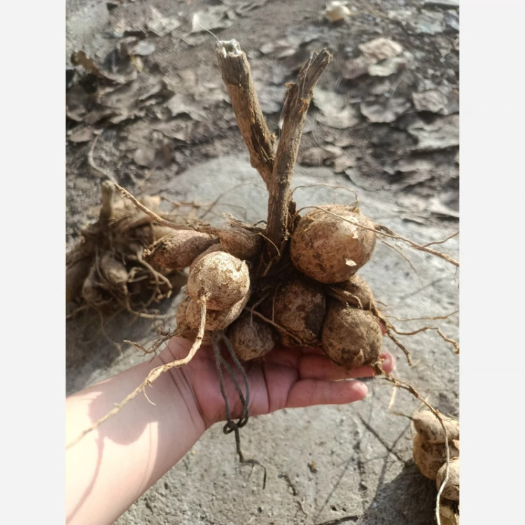ریزوم کوکب سفید صورتی
