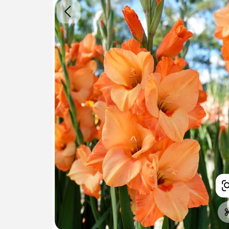 پیاز گلایل رنگ نارنجی