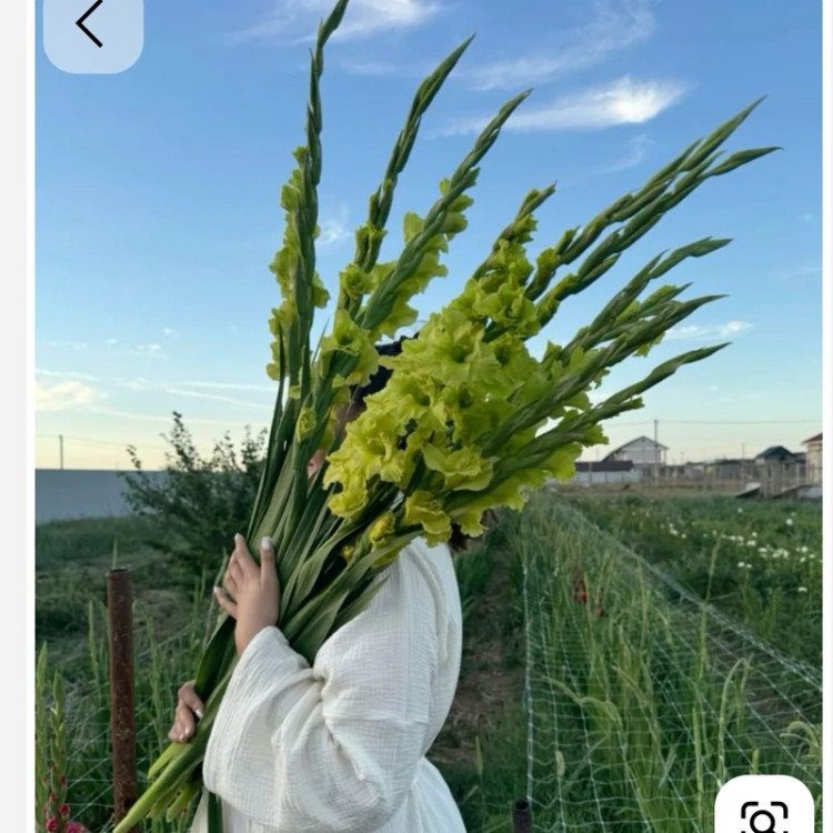 پیاز گلایل رنگ سبز