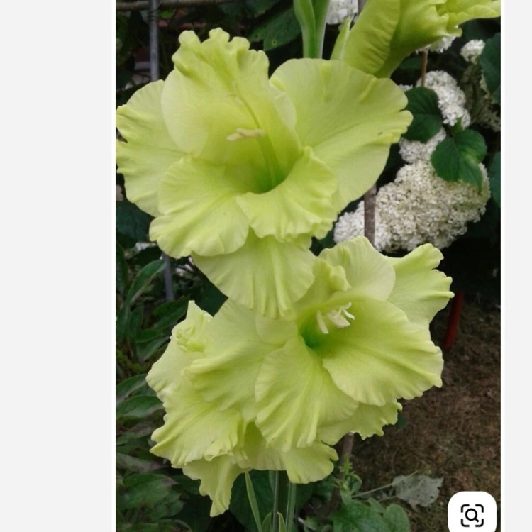 پیاز گلایل رنگ سبز