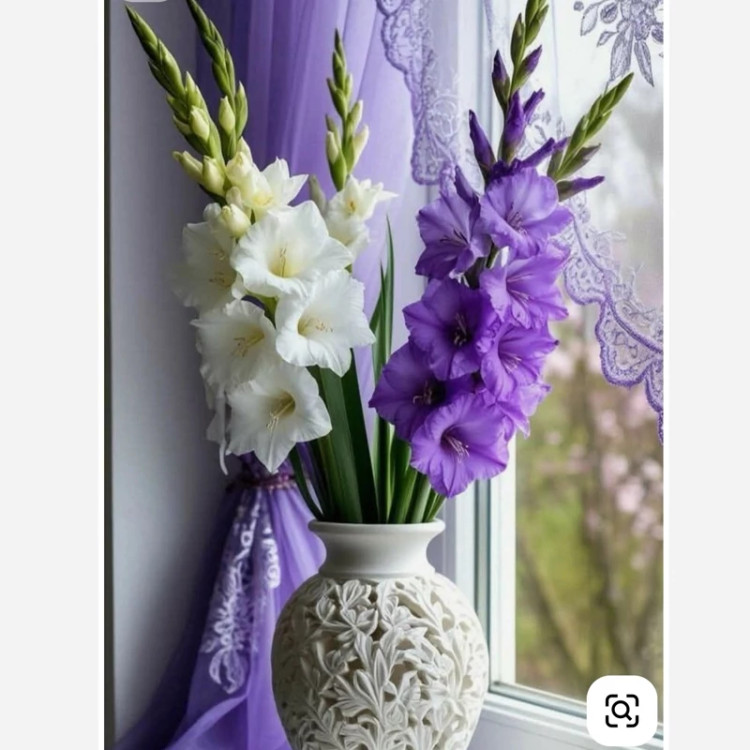 پیاز گلایل رنگ بنفش (پک سه عددی)