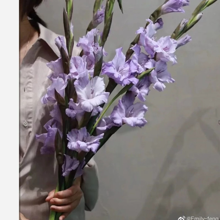 پیاز گلایل رنگ بنفش (پک سه عددی)
