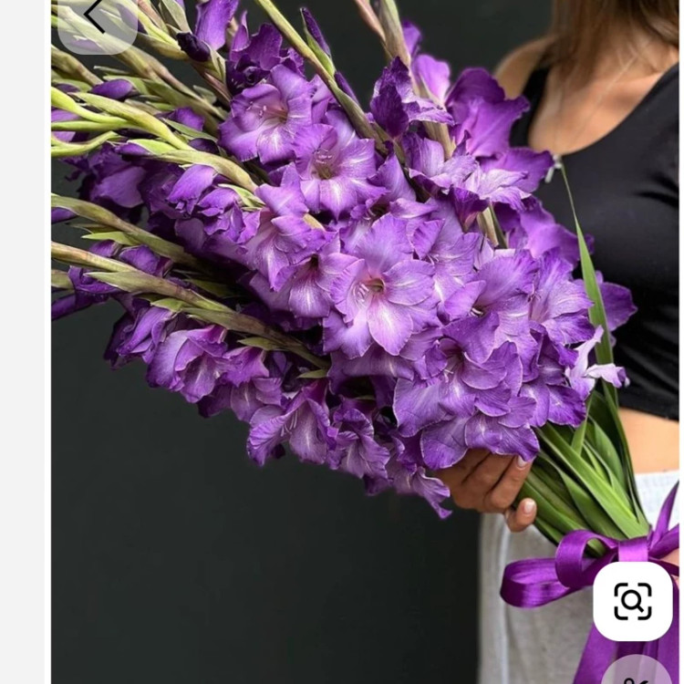 پیاز گلایل رنگ بنفش (پک سه عددی)
