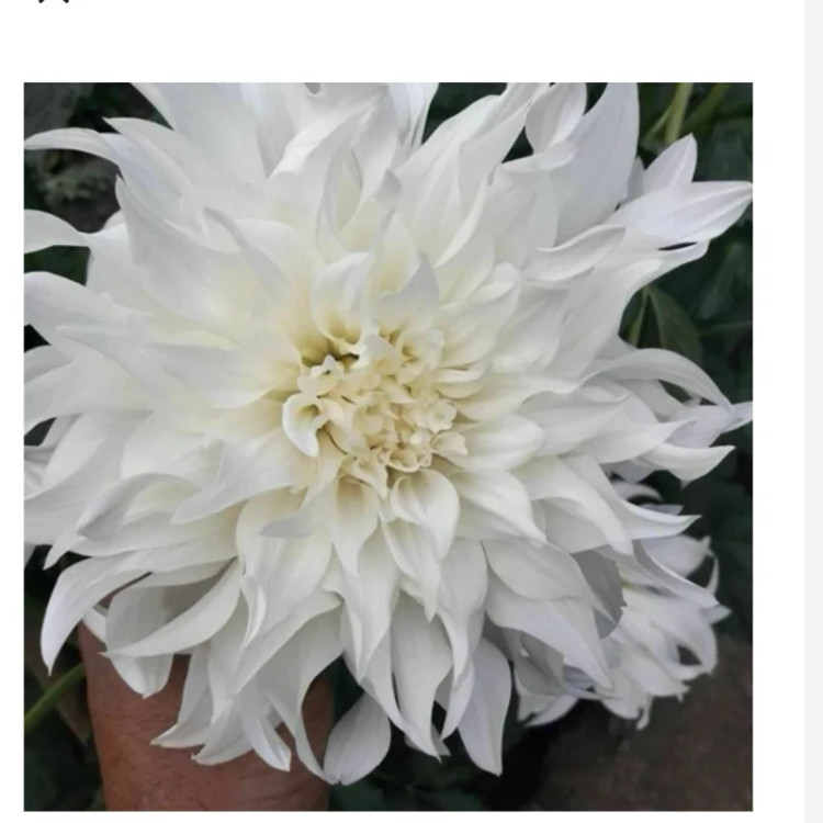 ریزوم کوکب سفید گل درشت