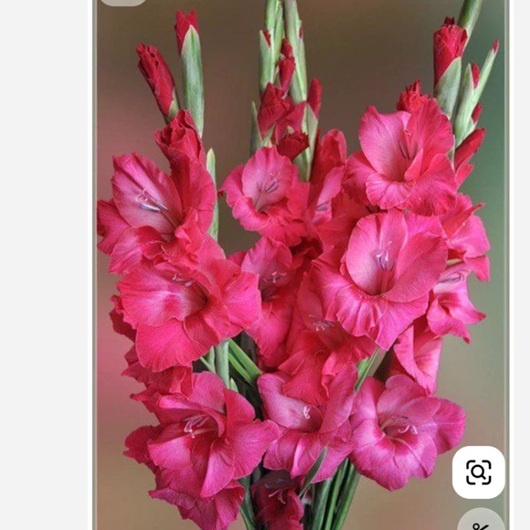 پیاز گلایل رنگ سرخابی