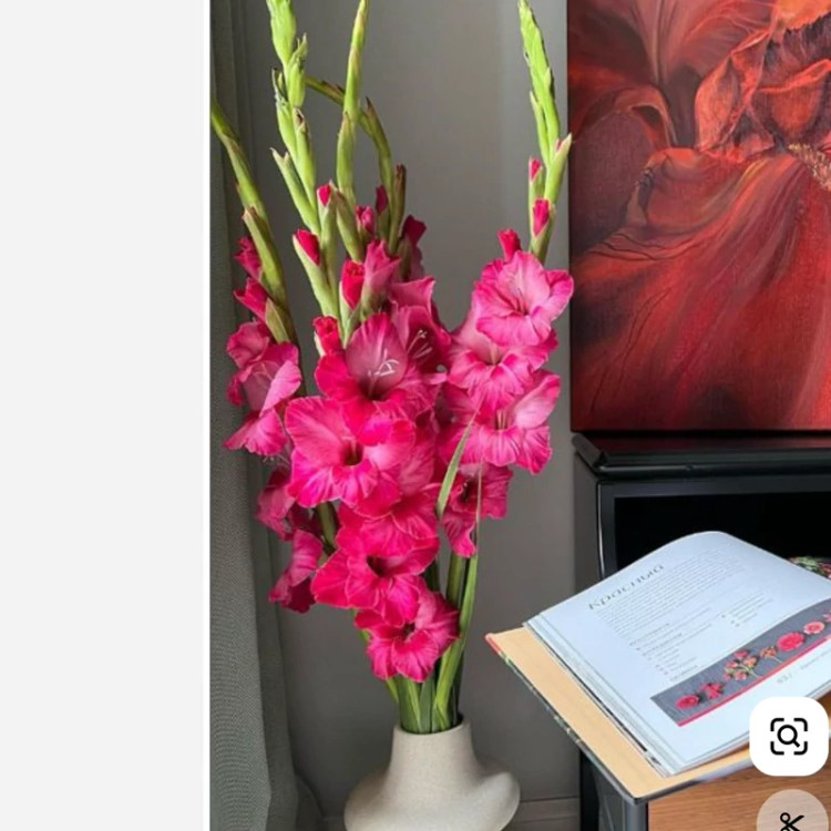 پیاز گلایل رنگ سرخابی
