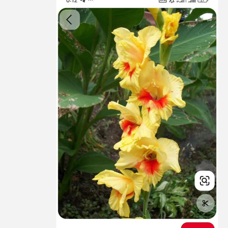 پیاز گلایل زرد خالدار