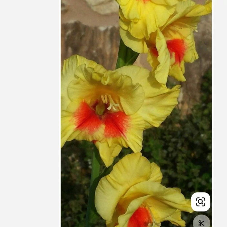 پیاز گلایل زرد خالدار