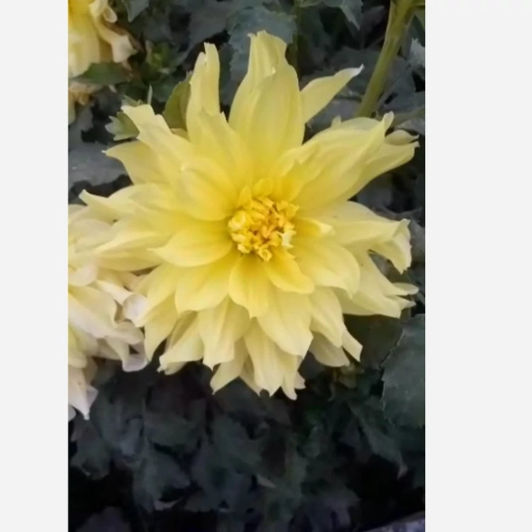 ریزوم کوکب رنگ زرد گل درشت