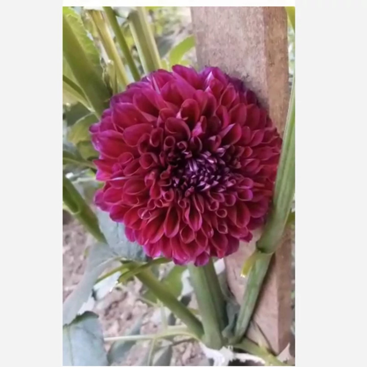 ریزوم کوکب رنگ بنفش