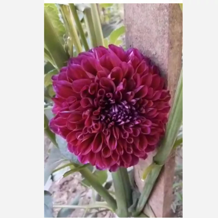 ریزوم کوکب رنگ بنفش