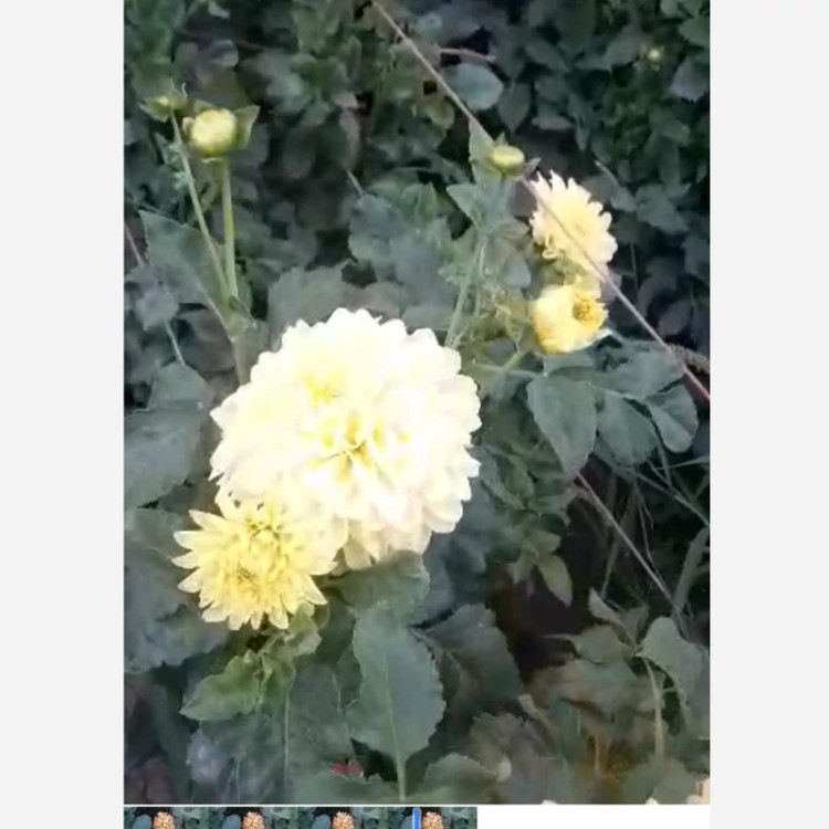 ریزوم کوکب زرد زنبوری