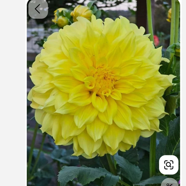 ریزوم کوکب زرد زنبوری