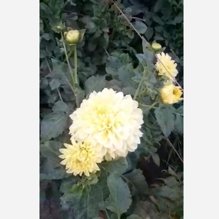 ریزوم کوکب زرد زنبوری