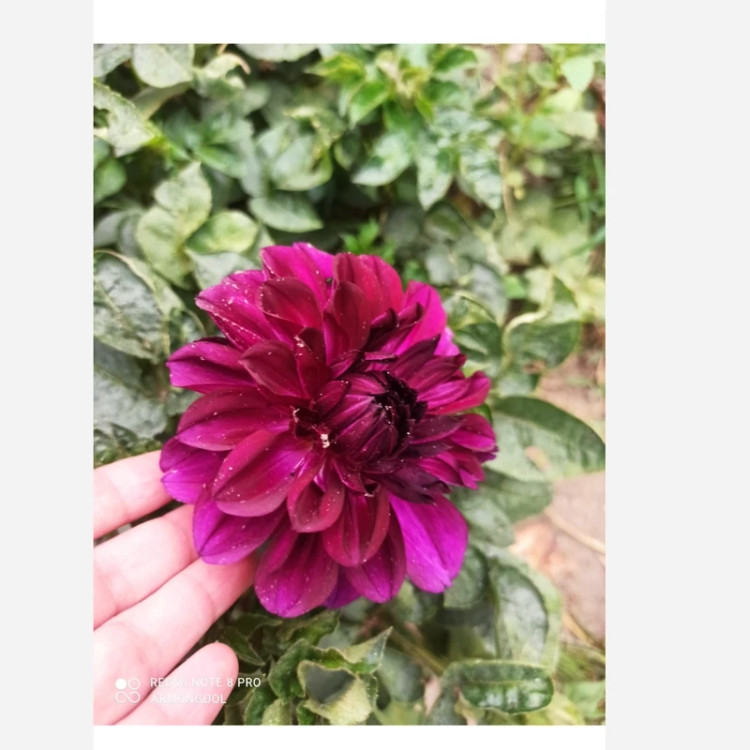 ریزوم کوکب زرشکی