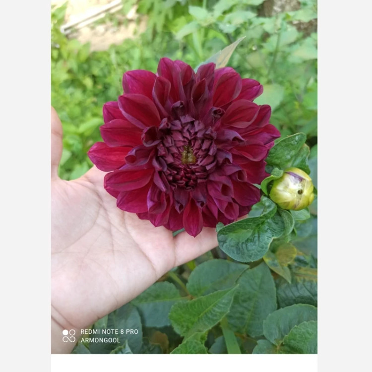 ریزوم کوکب زرشکی