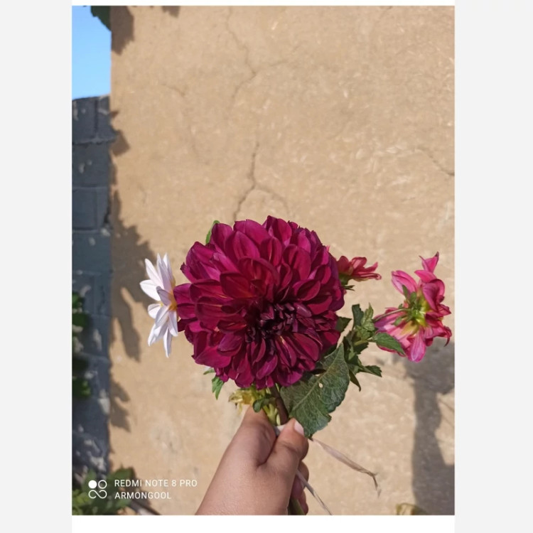 ریزوم کوکب زرشکی