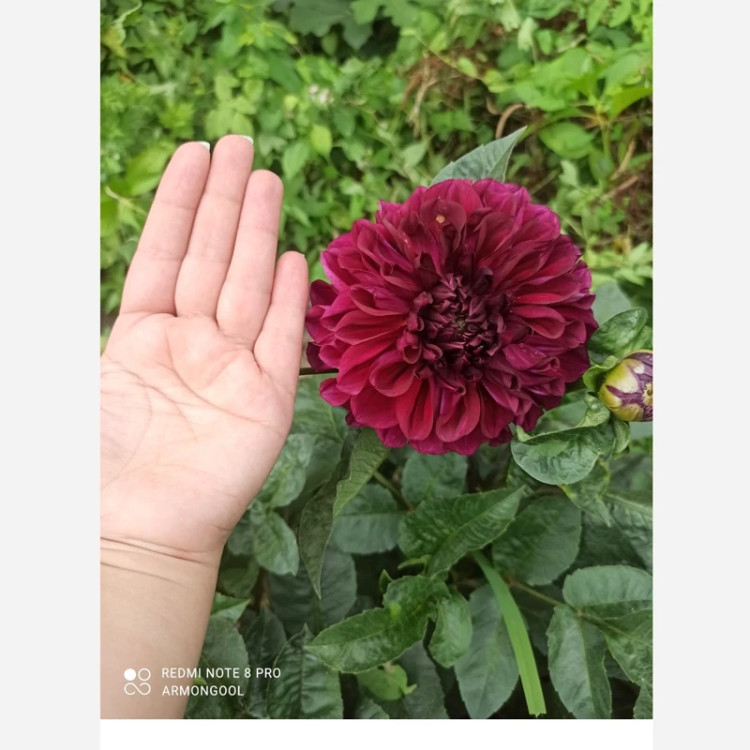 ریزوم کوکب زرشکی