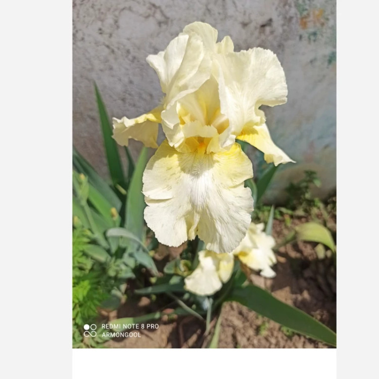 ریشه زنبق الوان
