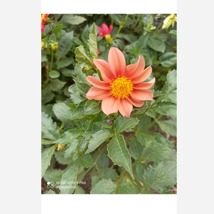 ریزوم کوکب ایرانی