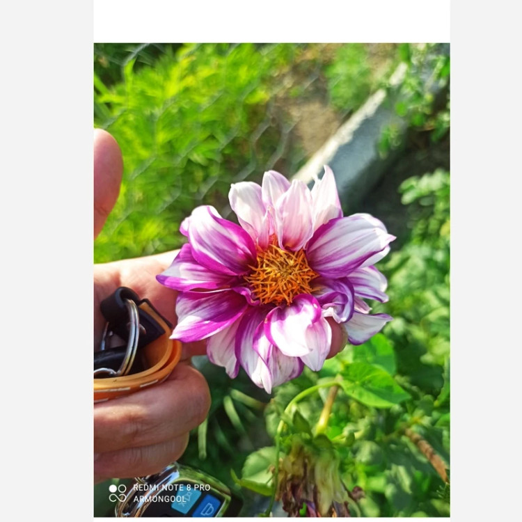 ریزوم کوکب ایرانی
