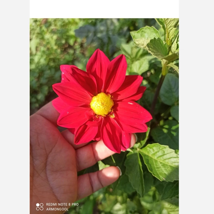 ریزوم کوکب ایرانی
