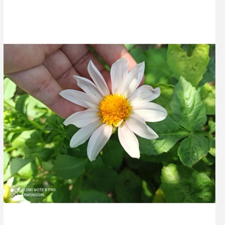 ریزوم کوکب ایرانی