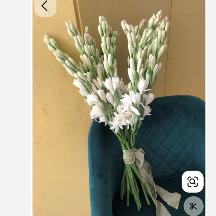 پیاز گل مریم (معطر) پک سه عددی
