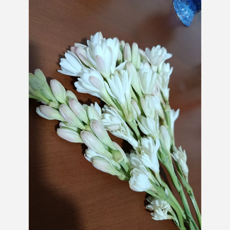 پیاز گل مریم (معطر) پک سه عددی