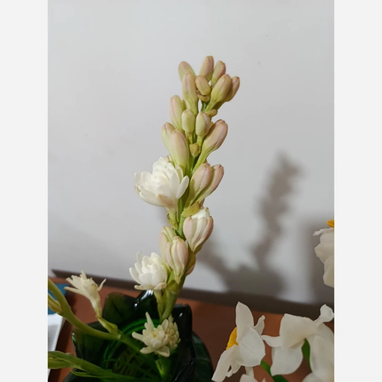 پیاز گل مریم (معطر) پک سه عددی