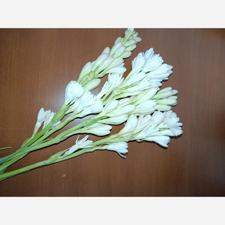 پیاز گل مریم (معطر) پک سه عددی