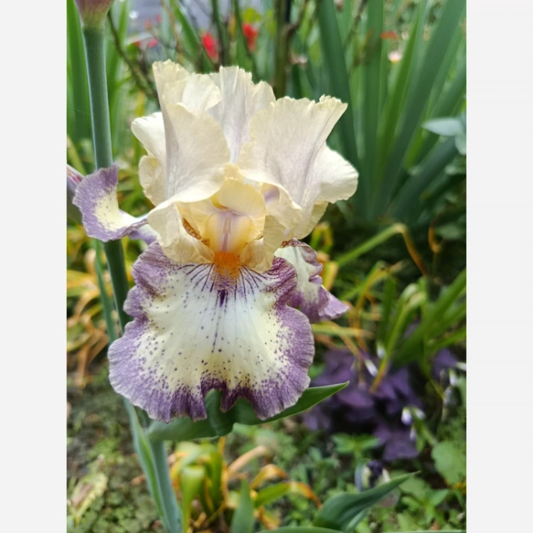 ریزوم زنبق مطابق تصویر