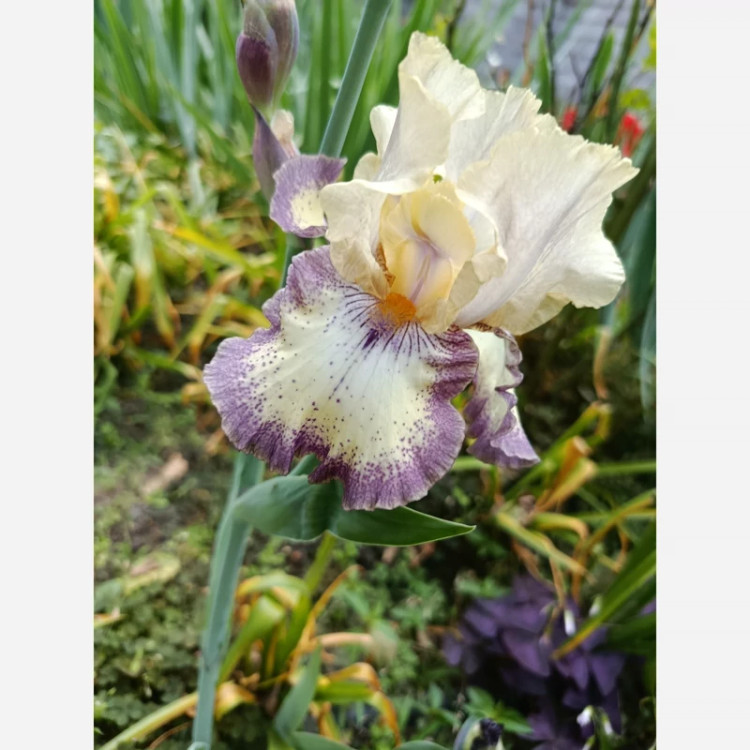 ریزوم زنبق مطابق تصویر