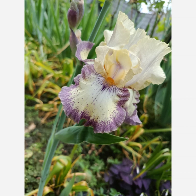 ریزوم زنبق مطابق تصویر