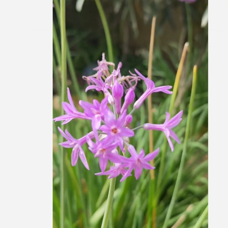 ریشه گل Tulbaghia