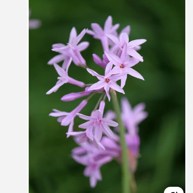 ریشه گل Tulbaghia