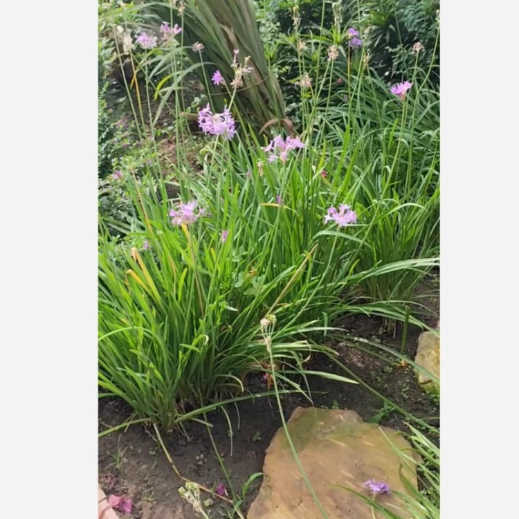 ریشه گل Tulbaghia