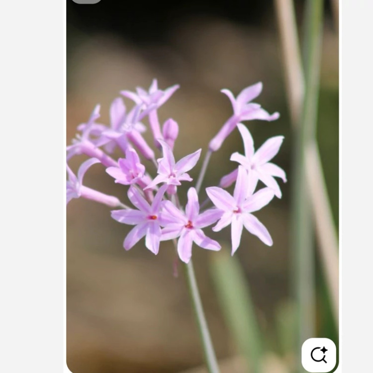 ریشه گل Tulbaghia