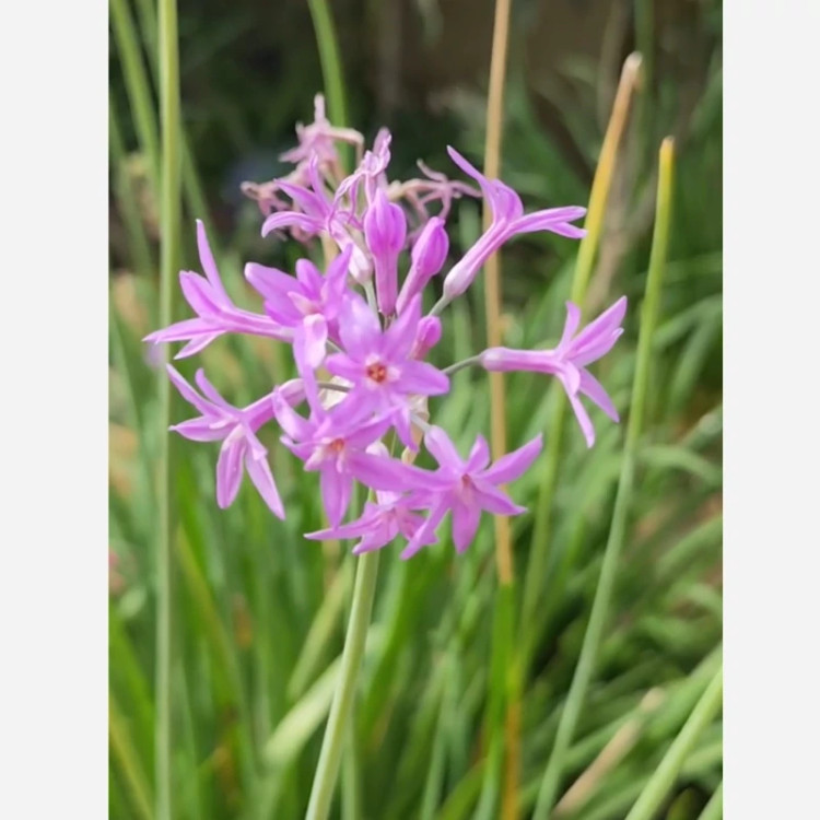 ریشه گل Tulbaghia