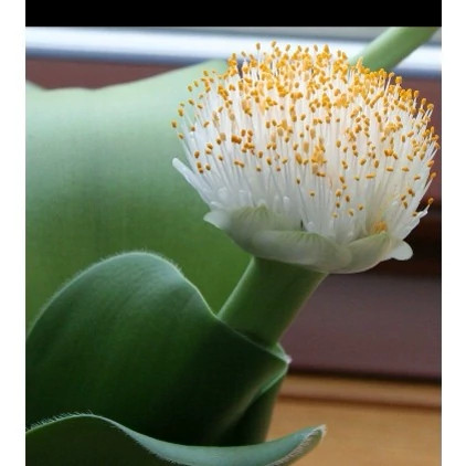 گل همانتوس