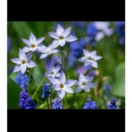 پیاز گل Ipheion(ستاره بهاری) پک سه عددی