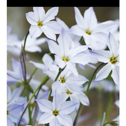 پیاز گل Ipheion(ستاره بهاری) پک سه عددی
