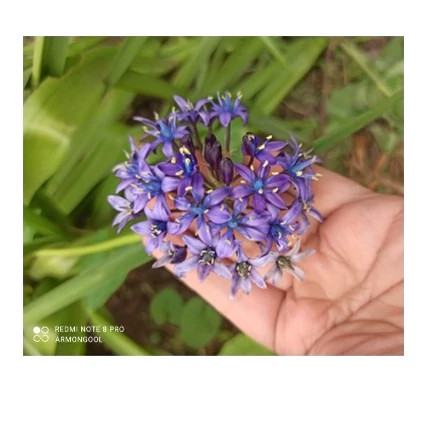 پیاز گل نجم آبی