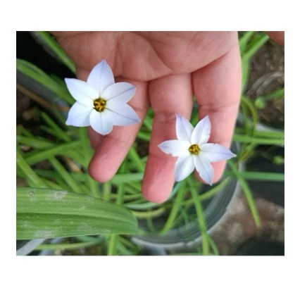 پیاز گل Ipheion(ستاره بهاری) پک سه عددی