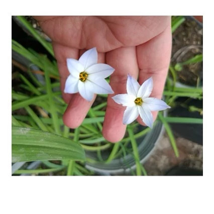 پیاز گل Ipheion(ستاره بهاری) پک سه عددی