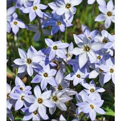 پیاز گل Ipheion(ستاره بهاری) پک سه عددی