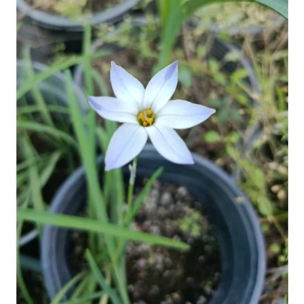 پیاز گل Ipheion(ستاره بهاری) پک سه عددی