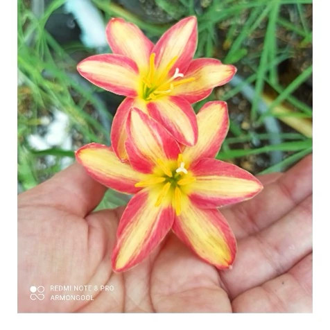 پیاز گل سوسن بارانی ساندی